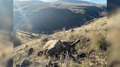 Big Horn Sheep Ram Poached Up Asotin Creek Rd